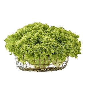 LECHUGA VERDE CRESPA CAJITA