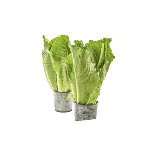 LECHUGA ROMANA TIERNA