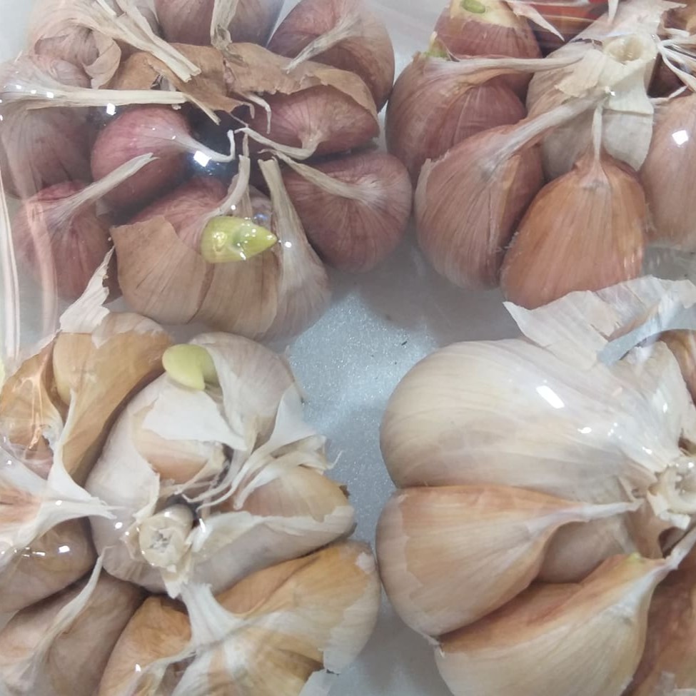 Aprecie a incrível Bandeja de Alho, composta por 3 bulbos selecionados de nosso Hortifruti. Cada um deles é cuidadosamente escolhido para garantir a máxima frescura e sabor. O alho é conhecido por suas propriedades benéficas à saúde e é um ingrediente indispensável na gastronomia mundial. Com seu sabor único e inconfundível, ele agrega um toque especial a qualquer prato. Essa bandeja é perfeita para quem valoriza ingredientes de alta qualidade e frescor incomparável.