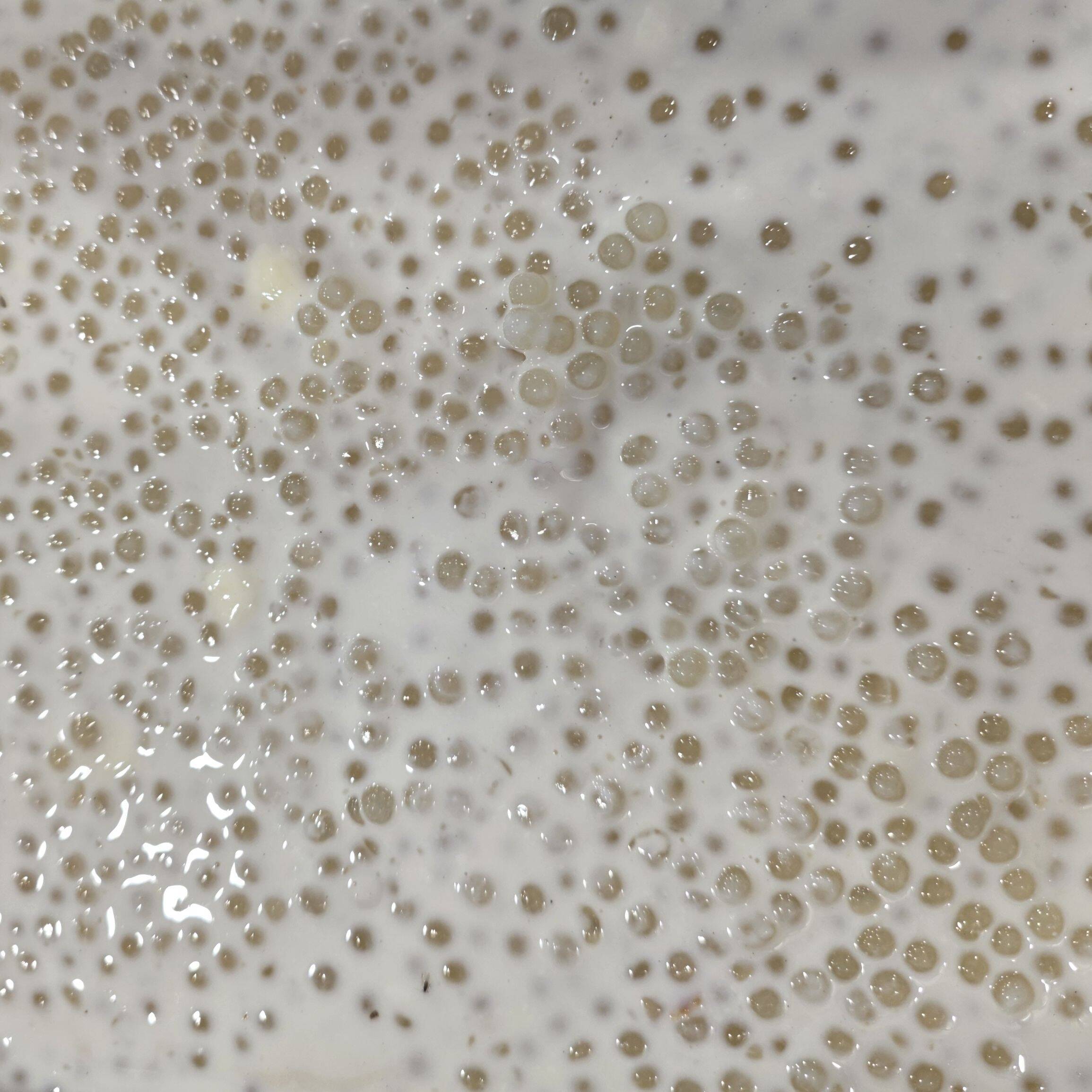 Tapioca