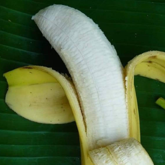 PLATANO