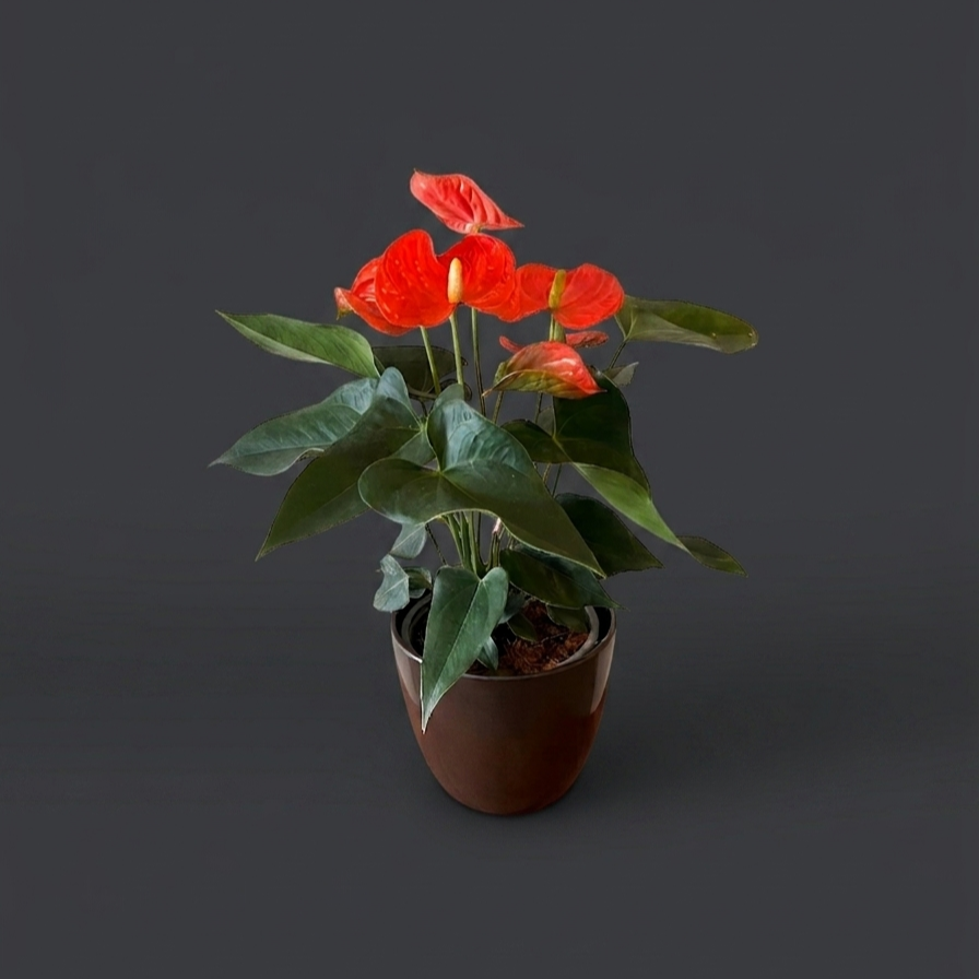 planta de anthurium