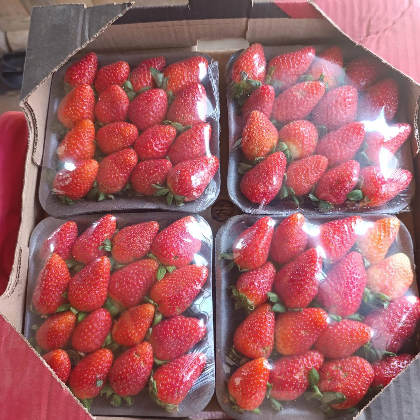 4 deliciosas caixinha de morango fresquinho direto da roça