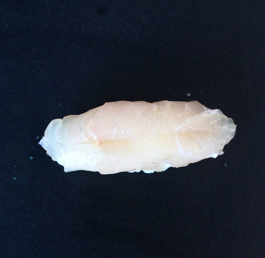 Nigiri Robalo