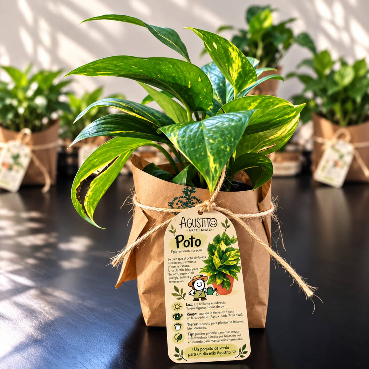 Poto – Epipremnum Aureum