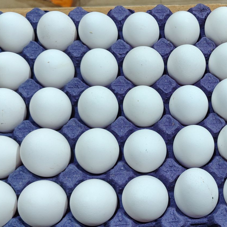 Huevo Blanco Ávila por Kilo