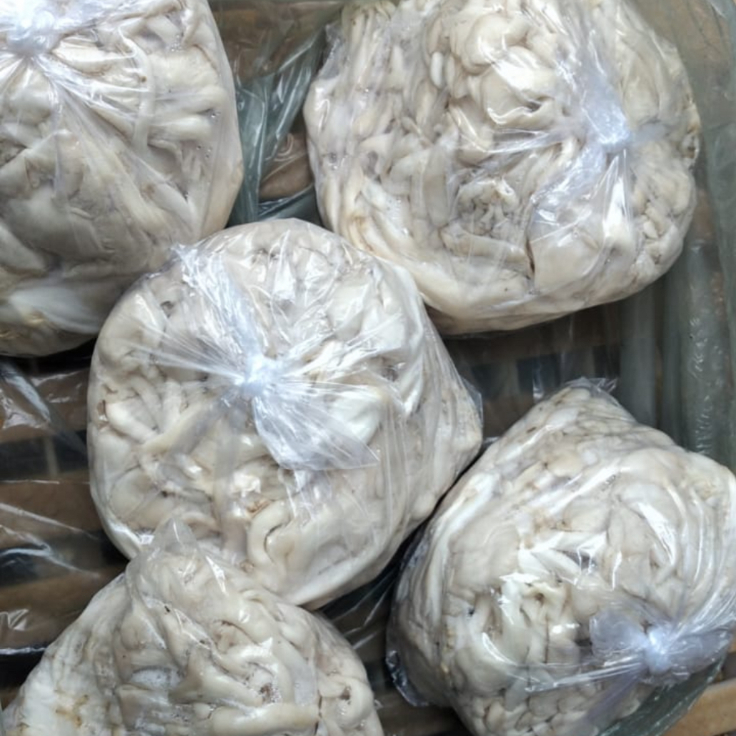 1 kg de Shimeji Branco Fresco direto da nossa produção!