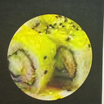 Kiwi Roll