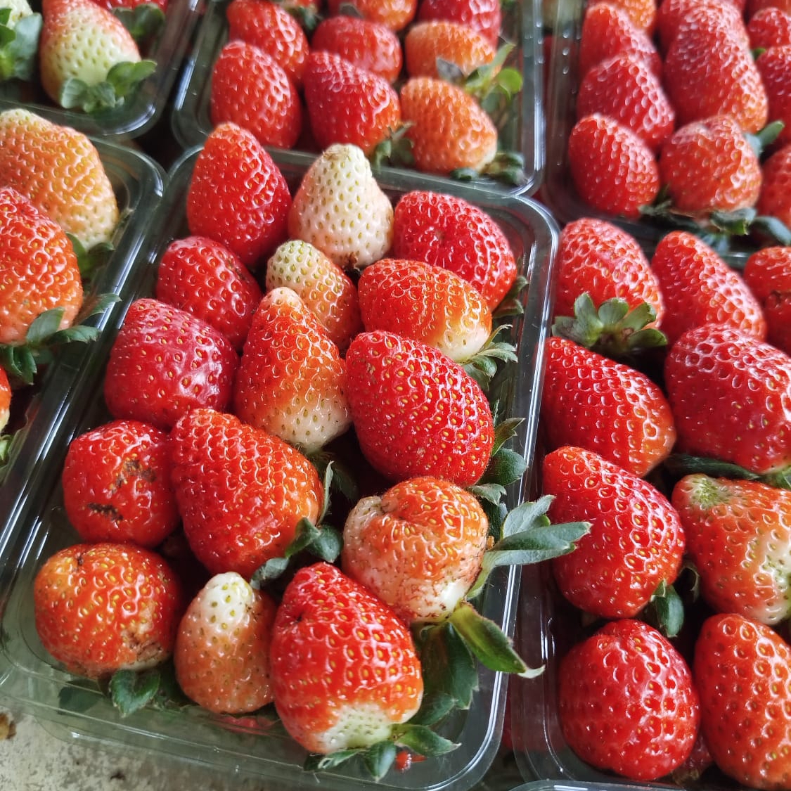 Mussarela, presunto, milho, tomate e orégano