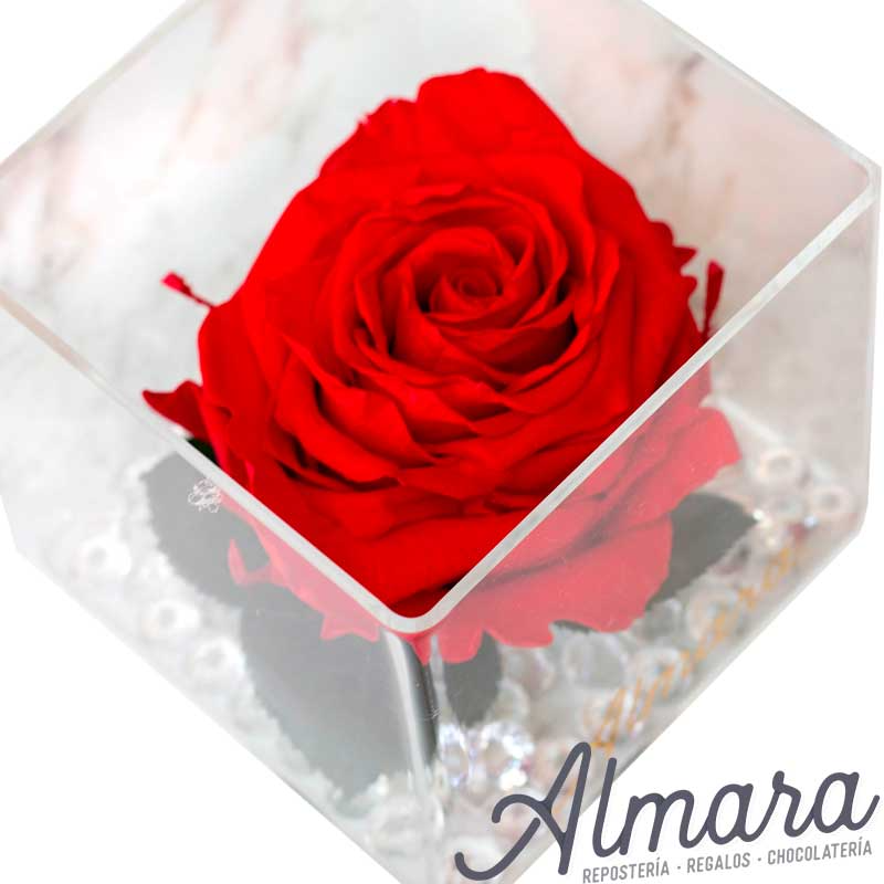 Rosa Perfect Roja