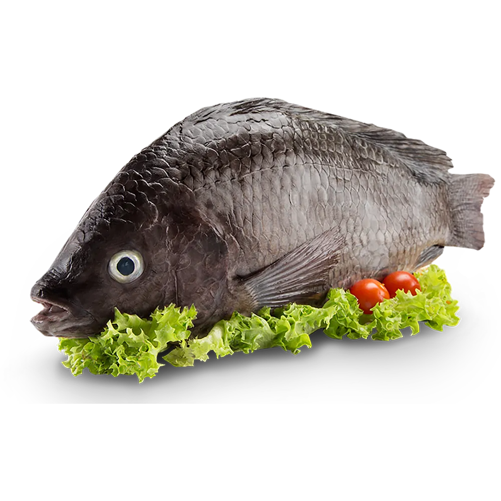Tilapia Entera