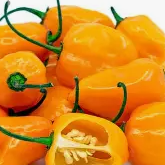 Chiles Habanero