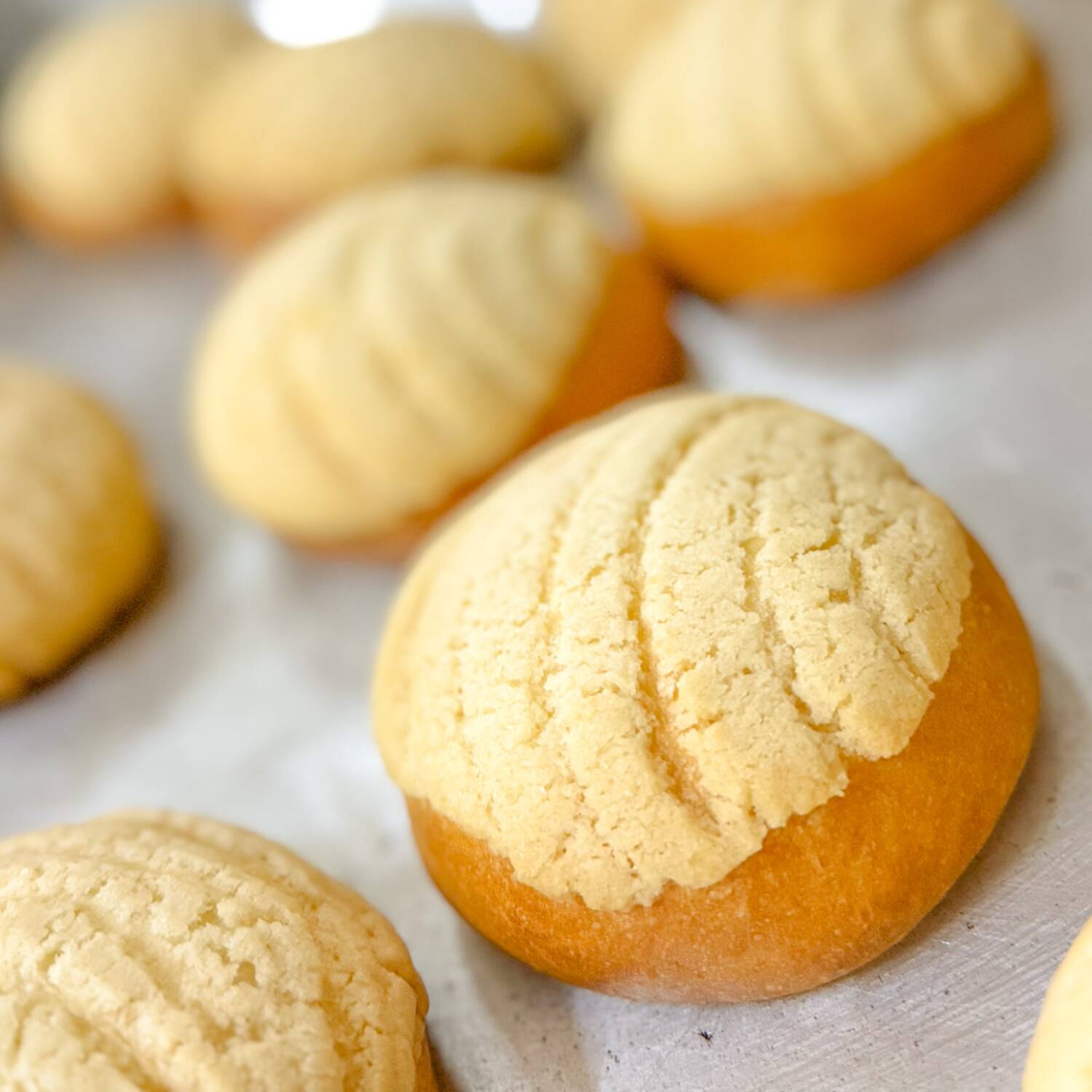CONCHAS