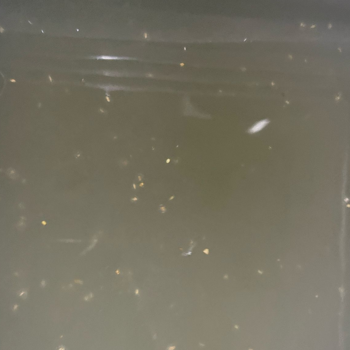 Agua Fresca de Limon con Chia