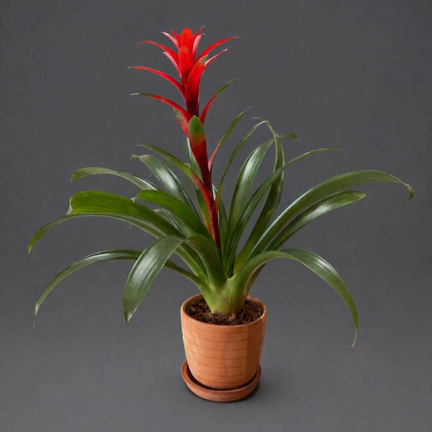 Planta de Bromelia