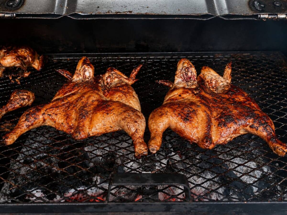 El pollo parrillero