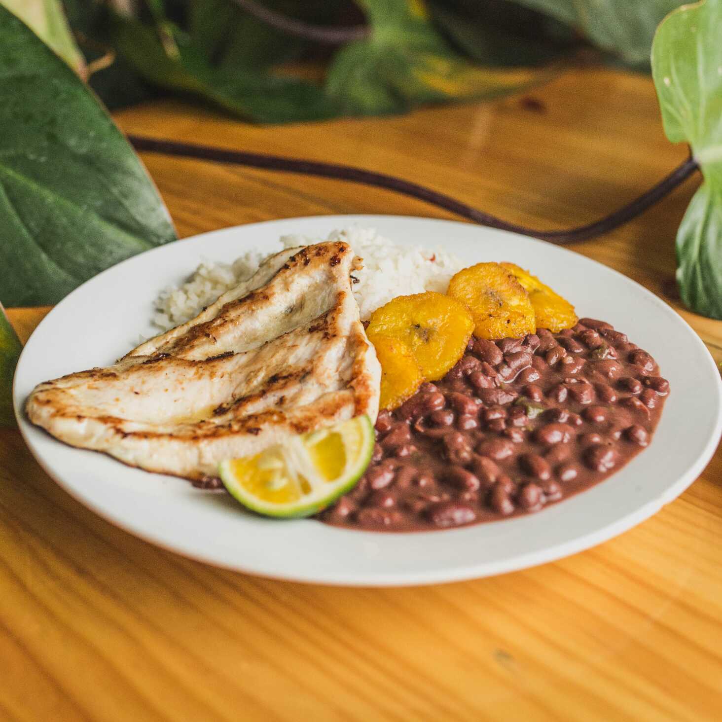 Casados con Filet de Pollo
