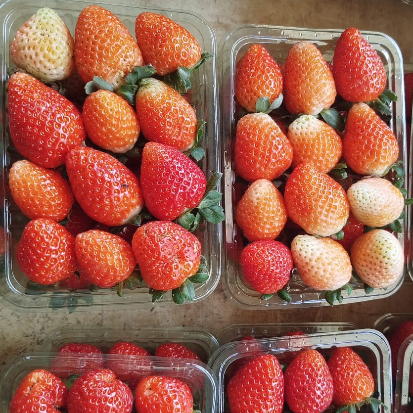 Deliciosos morangos fresquinhos direto da roça 🍓