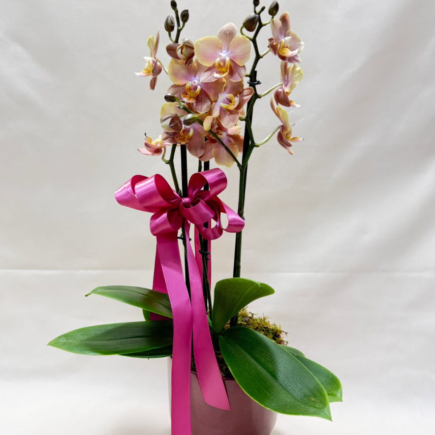 Orquídea Rosé