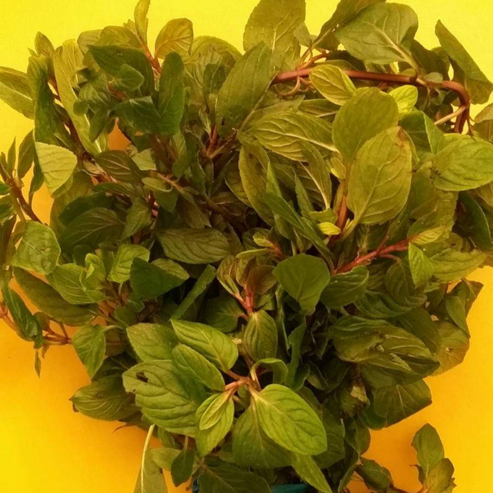 Agua de Menta