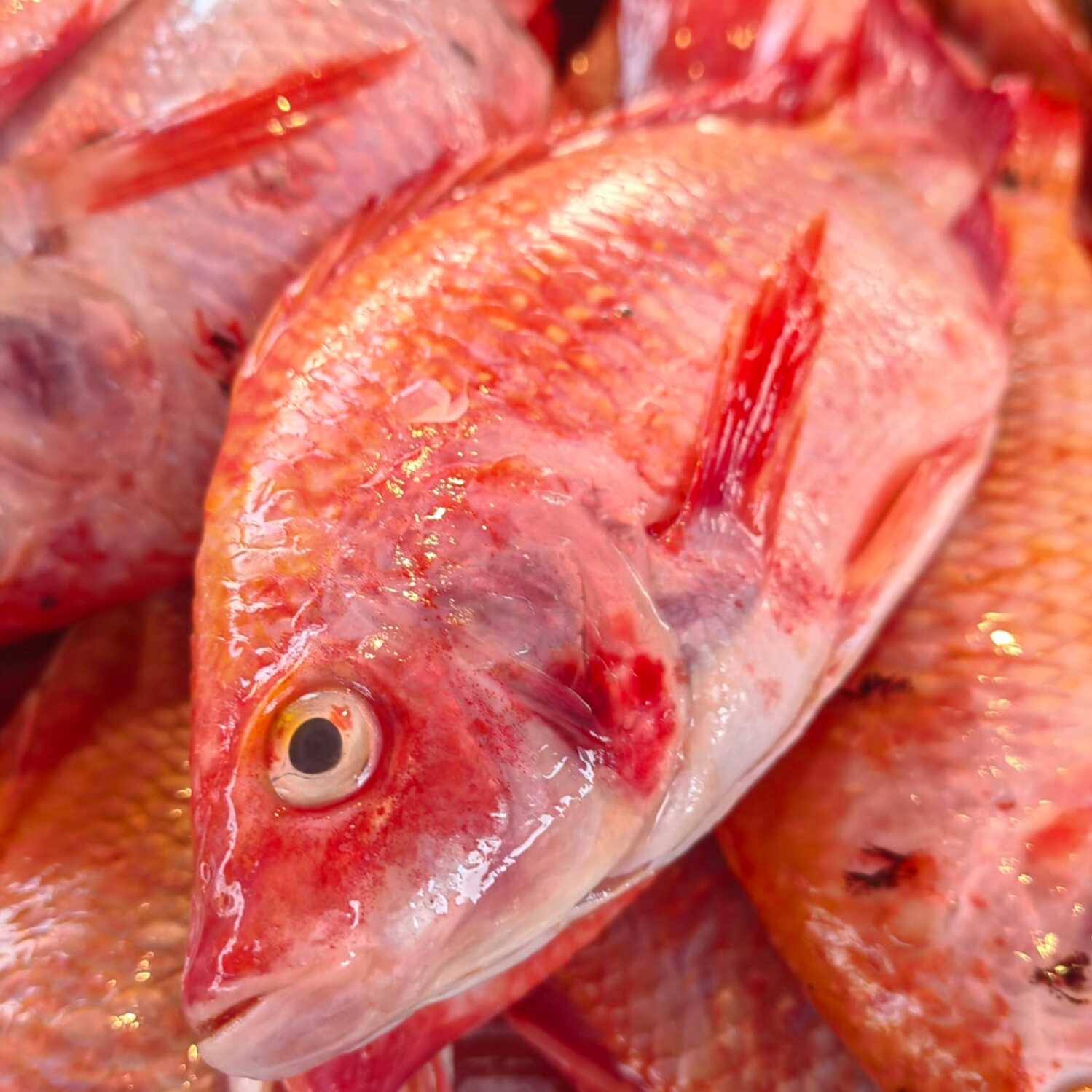 Pescado Mojarra Roja Fresca Cruda