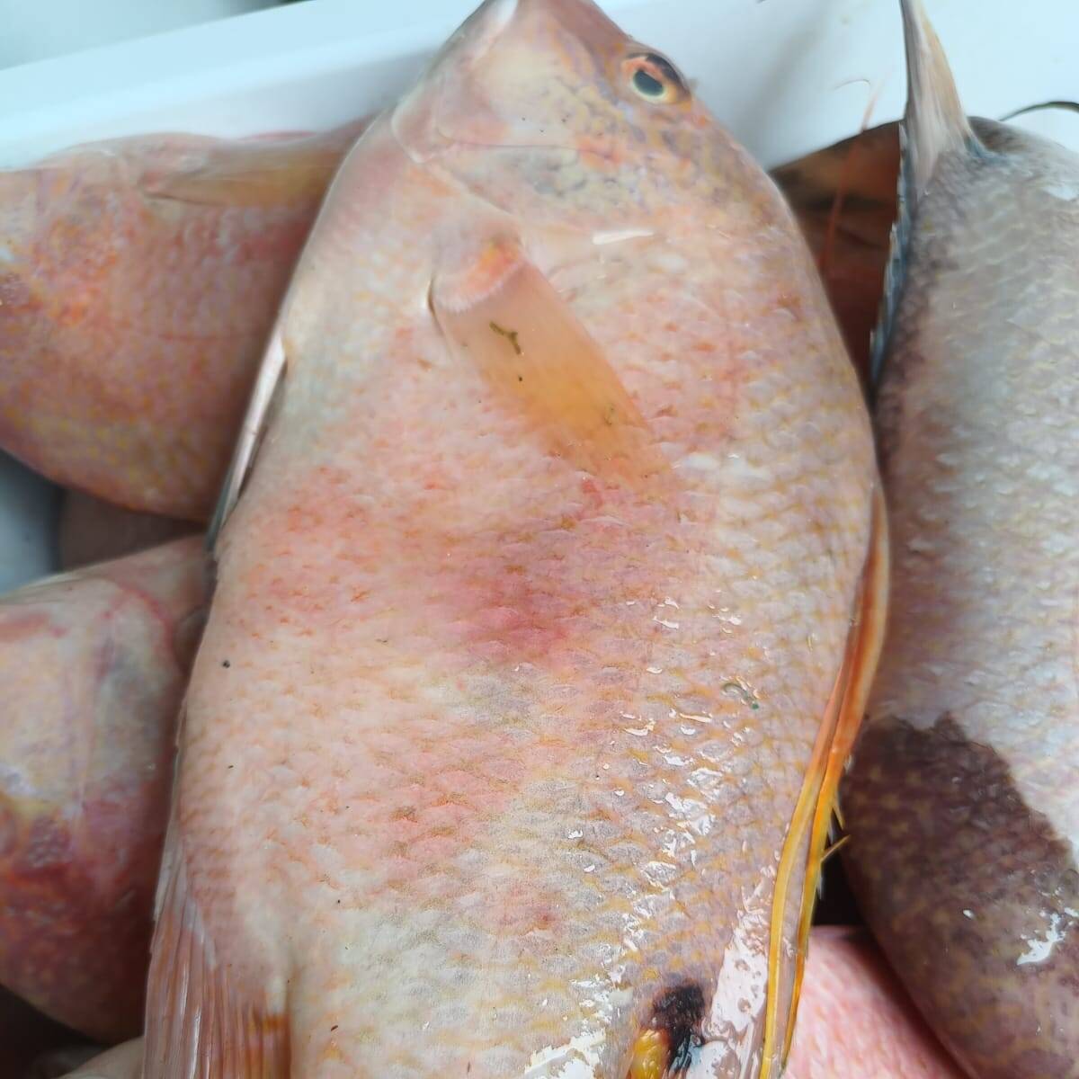 Pescado Pargo Crudo