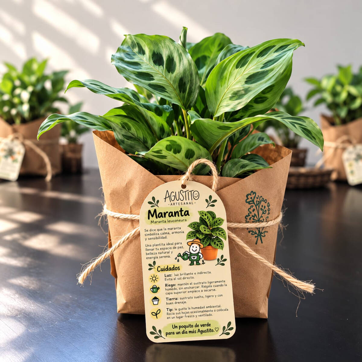 Maranta – Maranta Leuconeura