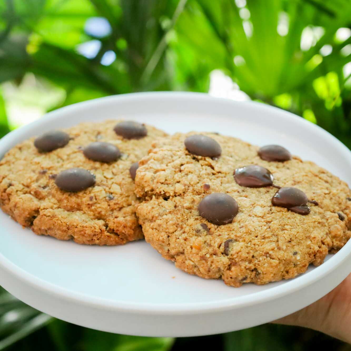 Galleta De Avena Chocolate