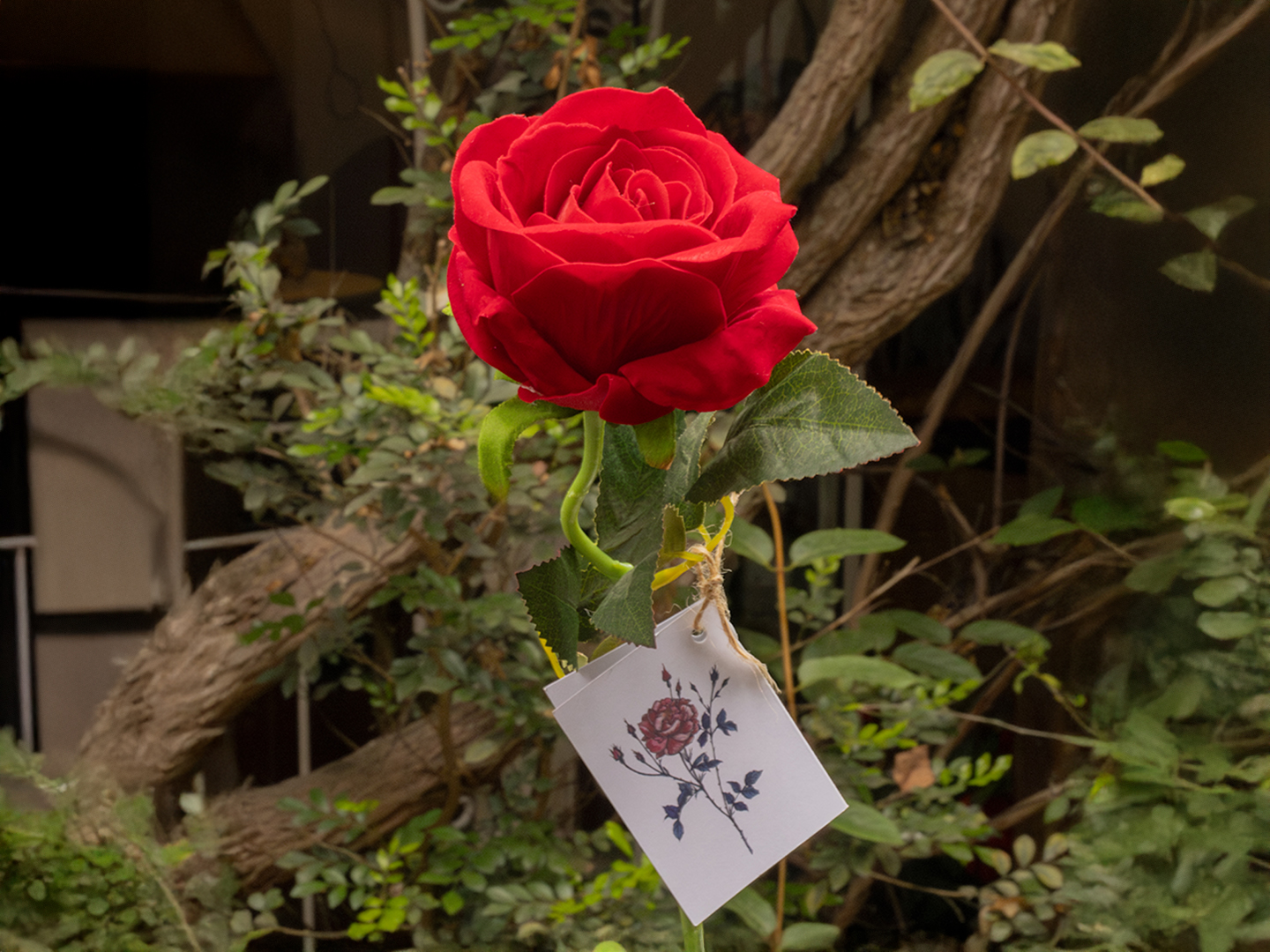 Rosa Roja Para Enamorar