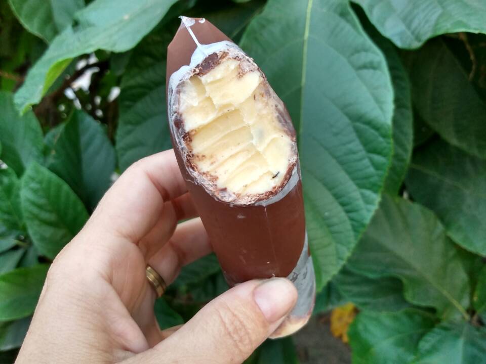 Delícias Da Lili Sacolé