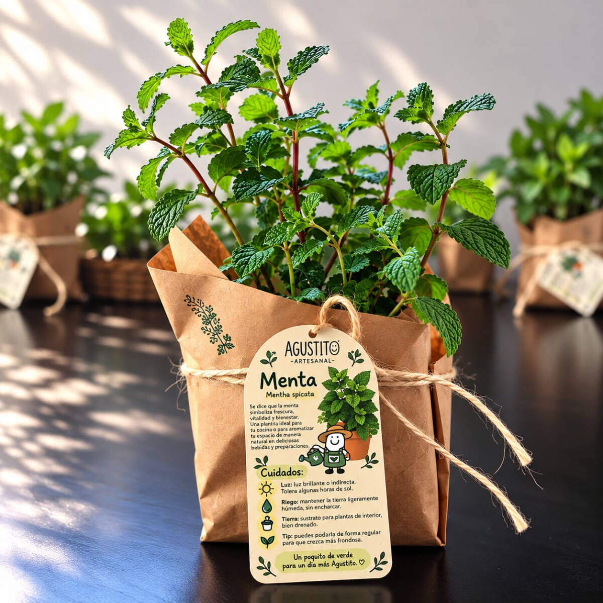 Menta – Mentha Spicata