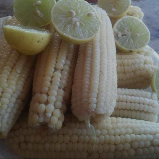 ELOTE