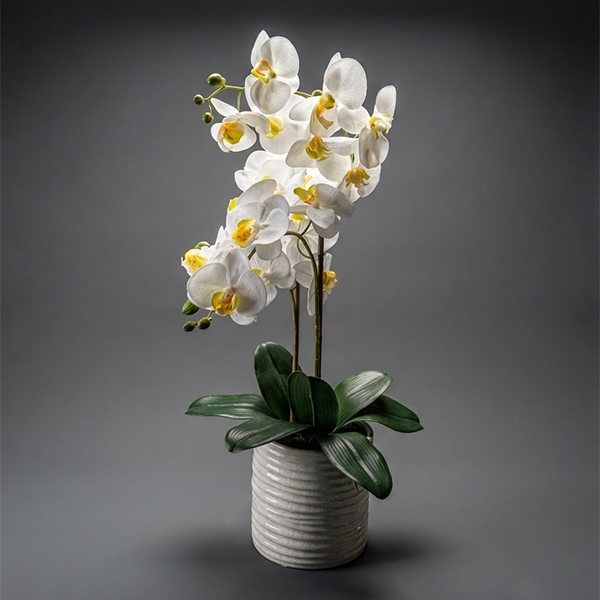 Planta De Orquídea Phalenopsis