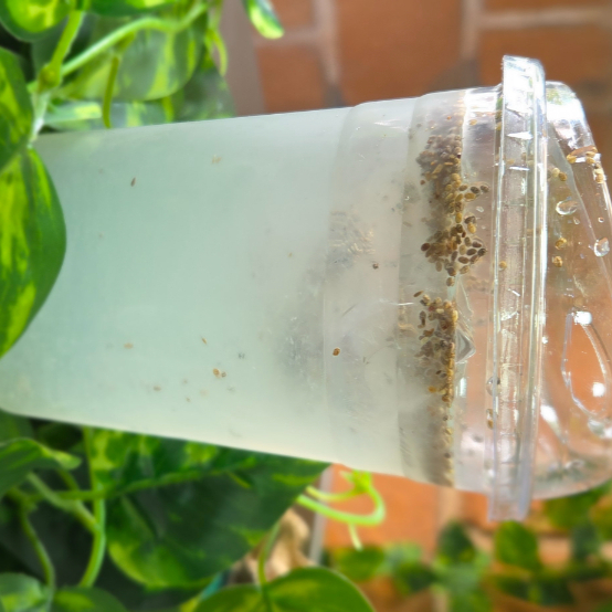 Limón con chia