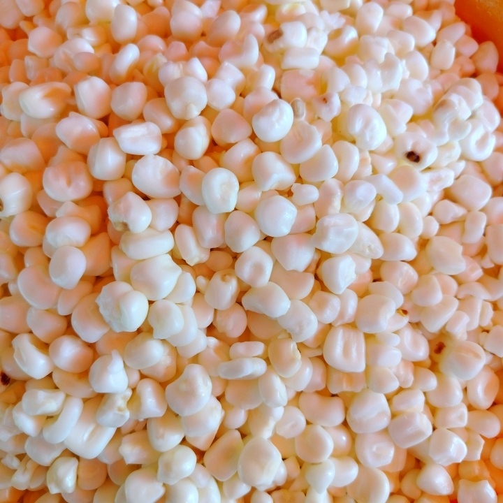 Maíz pozolero mediano