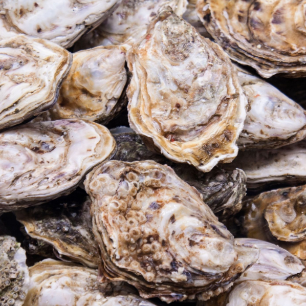 Ostiones En Su Concha