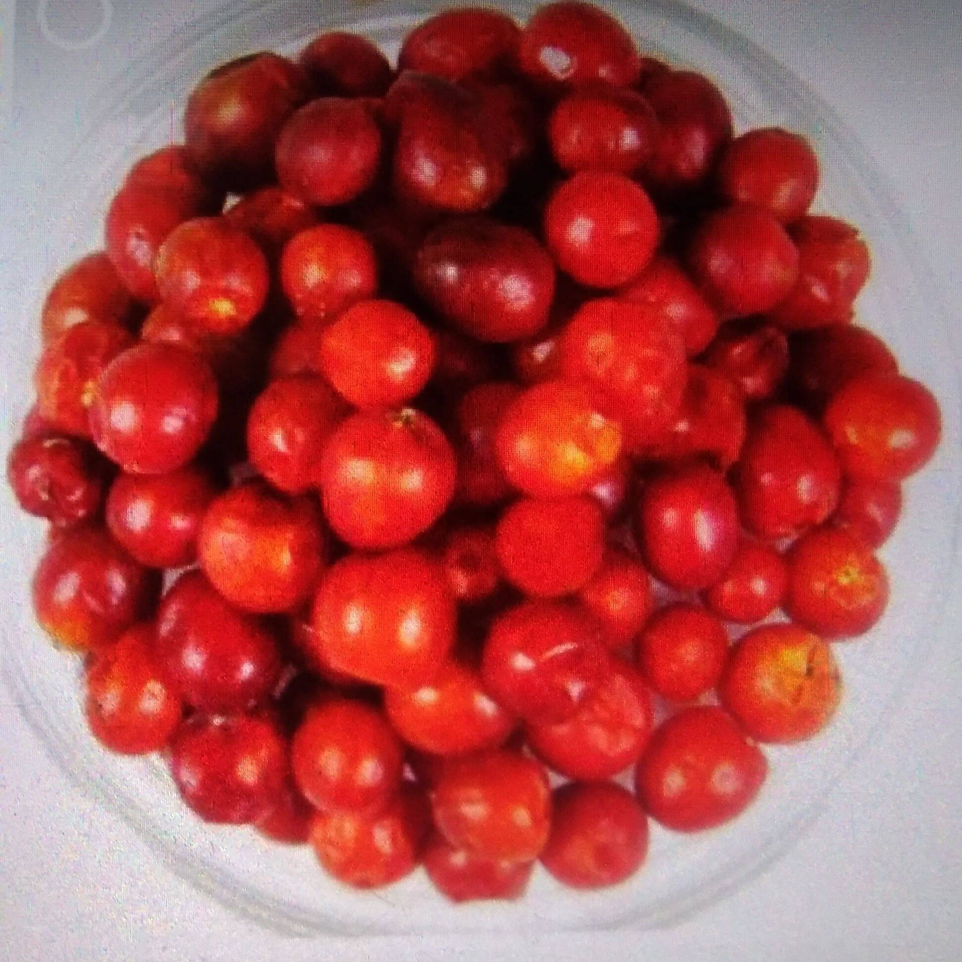 chiltepines