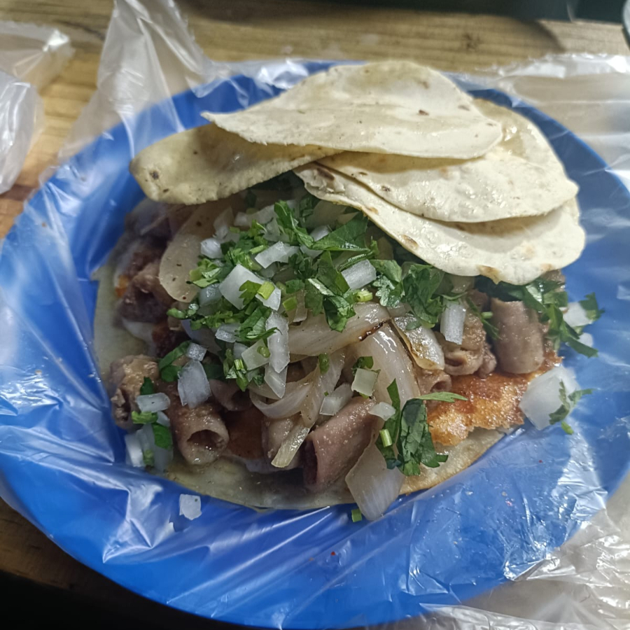 GRINGA TRIPA