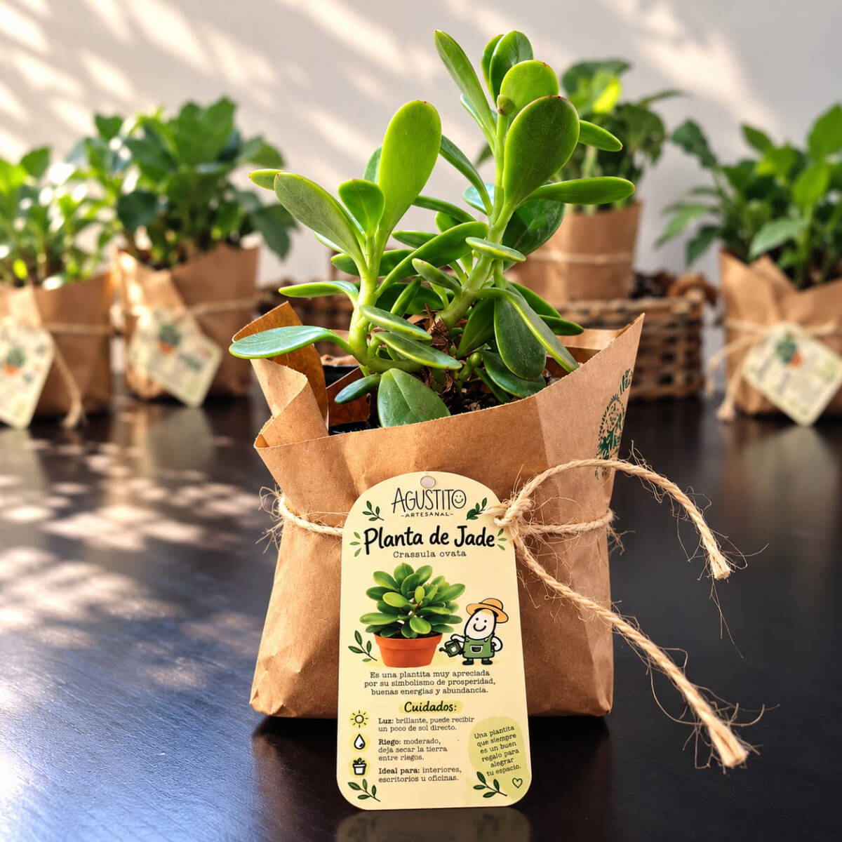 Planta de Jade – Crassula Ovata