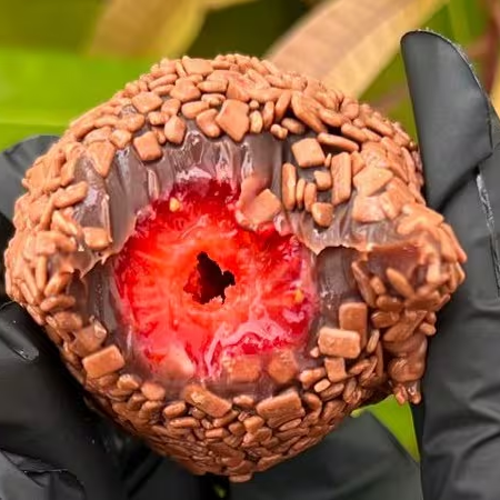 Morango fresco e suculento, envolvido em uma camada generosa de brigadeiro cremoso e finalizado com granulado de chocolate. Por dentro, a fruta explode em sabor, trazendo o contraste perfeito entre o doce intenso do chocolate e o frescor levemente azedinho do morango. Uma sobremesa irresistível que conquista já na primeira mordida.