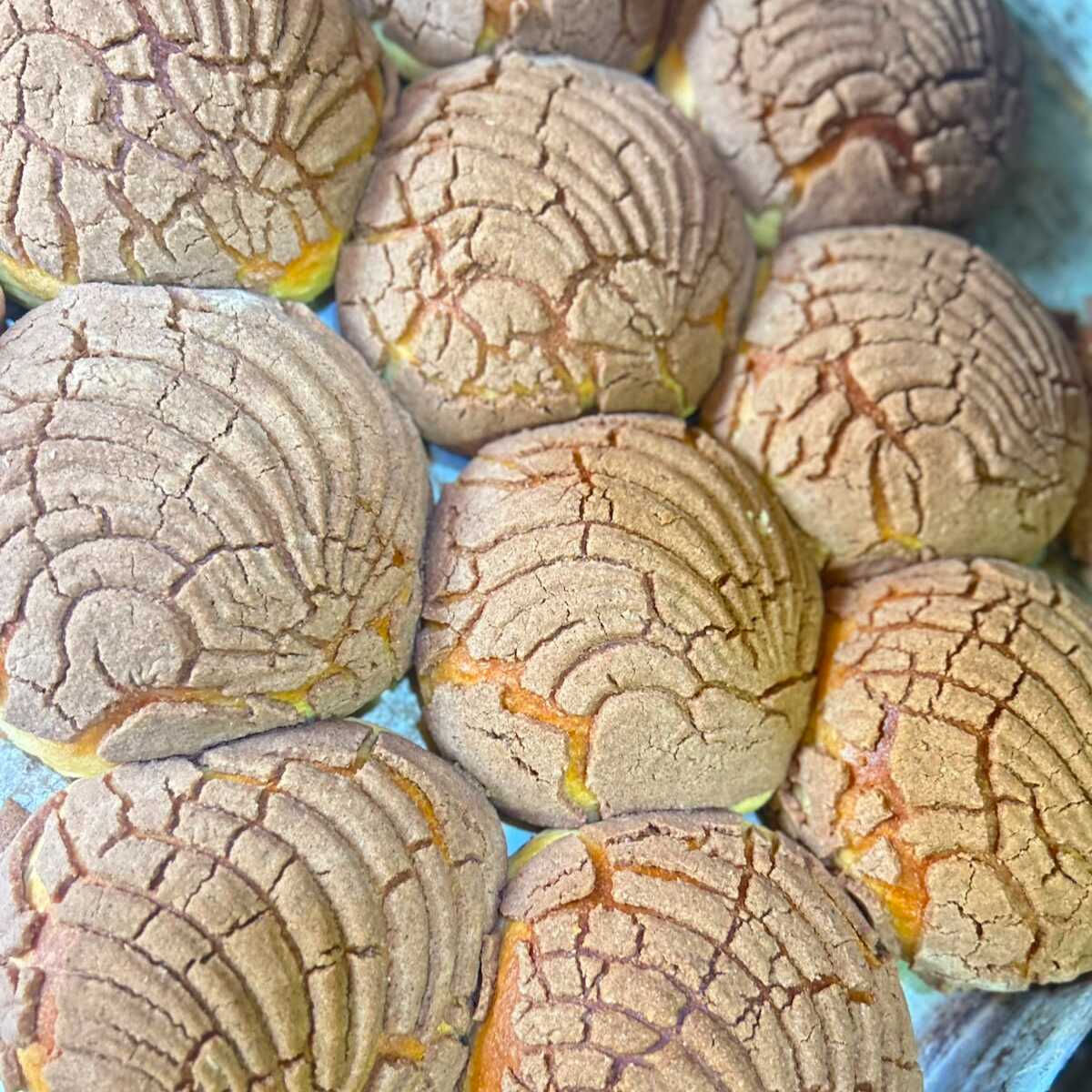 Concha de chocolate