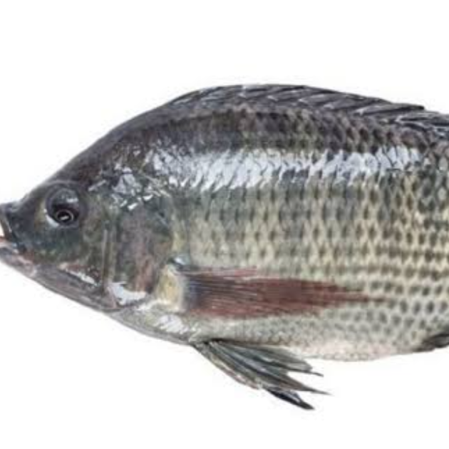 Mojarra Congelada Kg