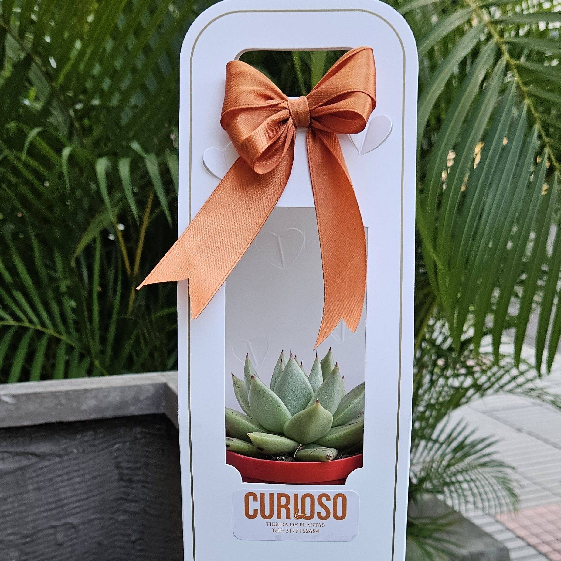 Suculenta Box