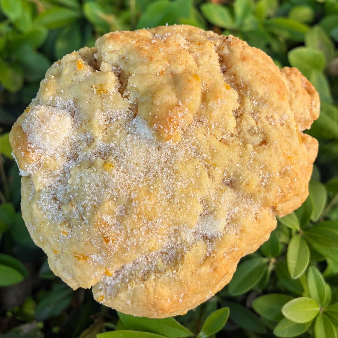 Galleta NY Sabor Pan de Muerto