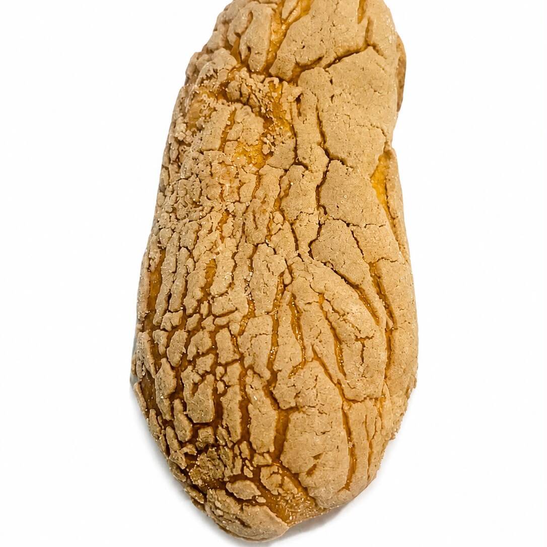 CONCHA RELLENA
