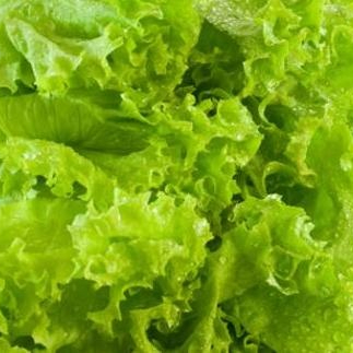 Lechuga