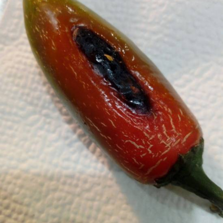 Chile Toreado