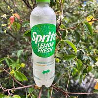 Sprite Lemon Fresh é a bebida ideal para você se refrescar e se deliciar com o sabor cítrico do limão. Além disso, sua fórmula não contém glúten nem adição de açucares.