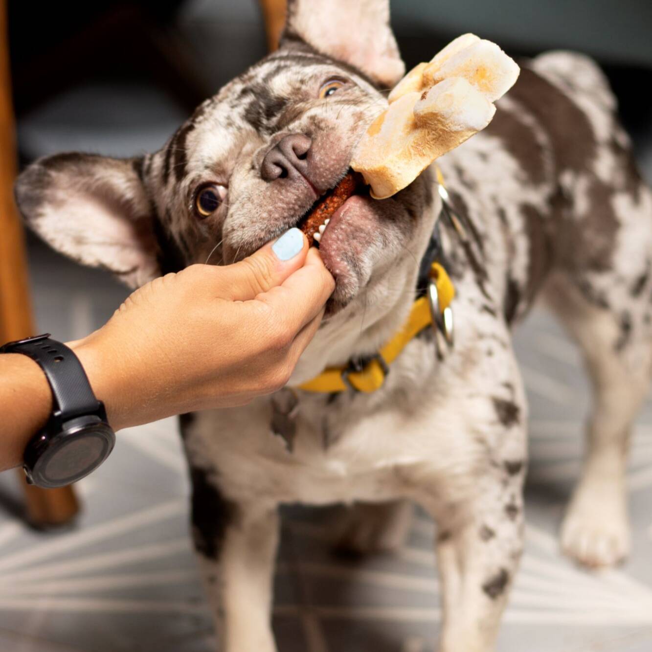Paleta Para Perro
