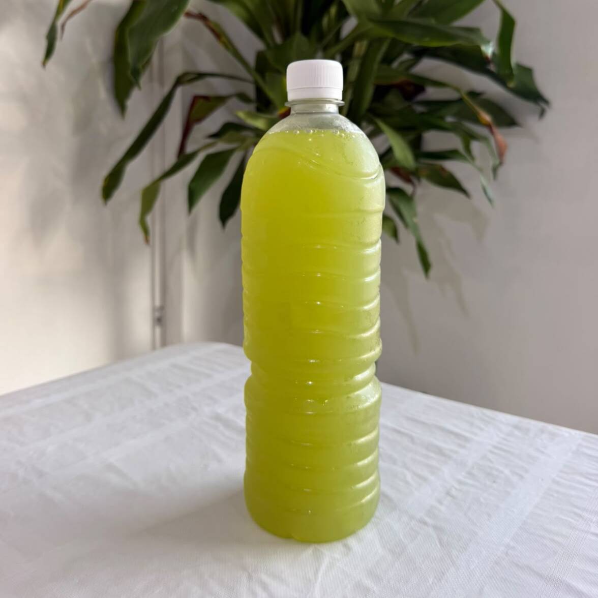 Agua de Pepino con Limón 1 L